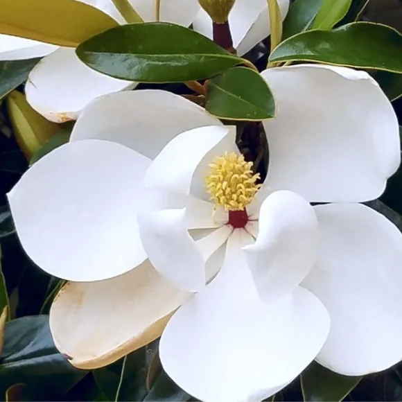 Elegant Multicolor Scarf w/ Large Magnolia Tree Flowers - Picture 7 of 13